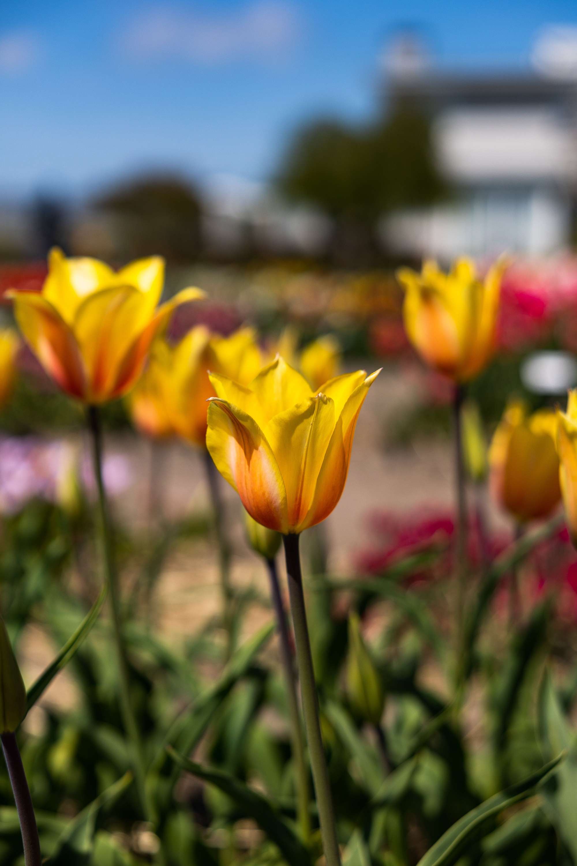 Tulpe 'Blushing Lady'